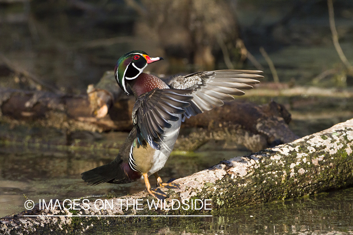 Wood duck drake in habitat.