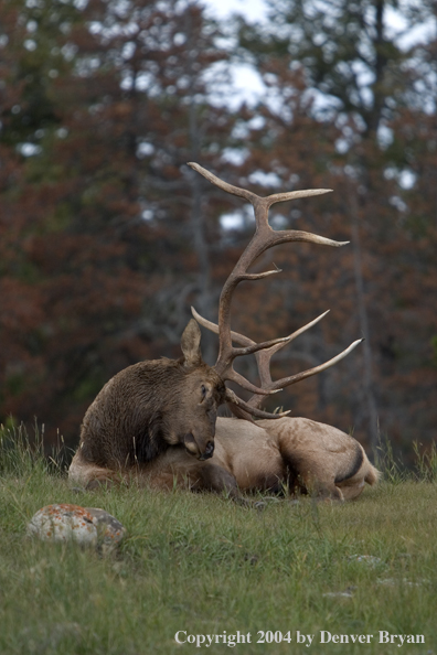 Rocky Mountain bull elk bedded in habitat.