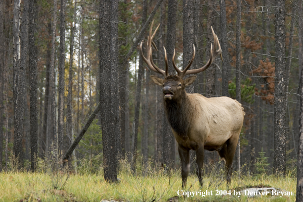 Rocky Mountain bull elk bugling.