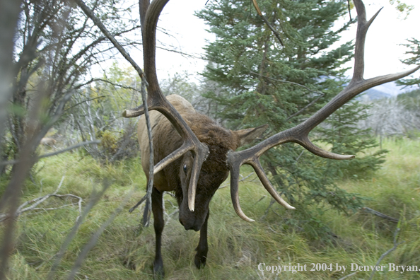 Rocky Mountain bull elk charging aggressively through forest.