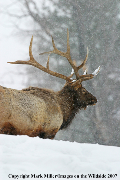 Rocky Mountain bull elk in winter habitat.