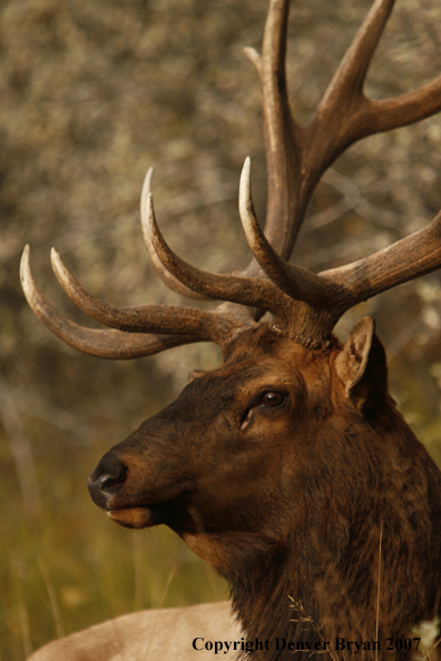 Rocky Mountain Elk bedded down