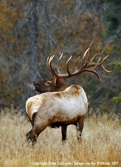 Rocky Mountain Elk bugling