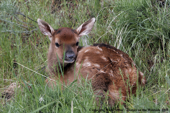 Rocky Mountain Elk in habitat