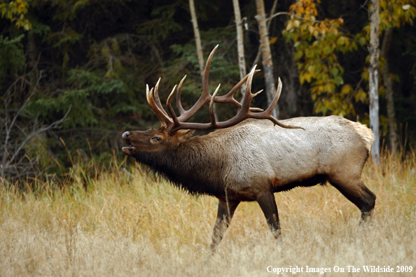 Bull Elk