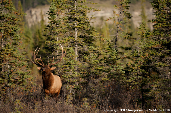 Rocky Mountain Bull Elk