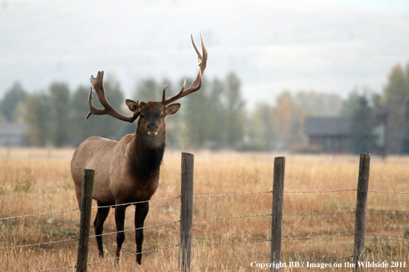 Bull elk in habitat. 