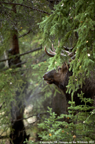 Rocky Mountain bull elk in habitat. 