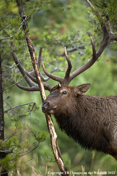 Bull elk rubbing branch. 