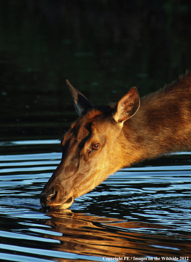 Elk cow in habitat.