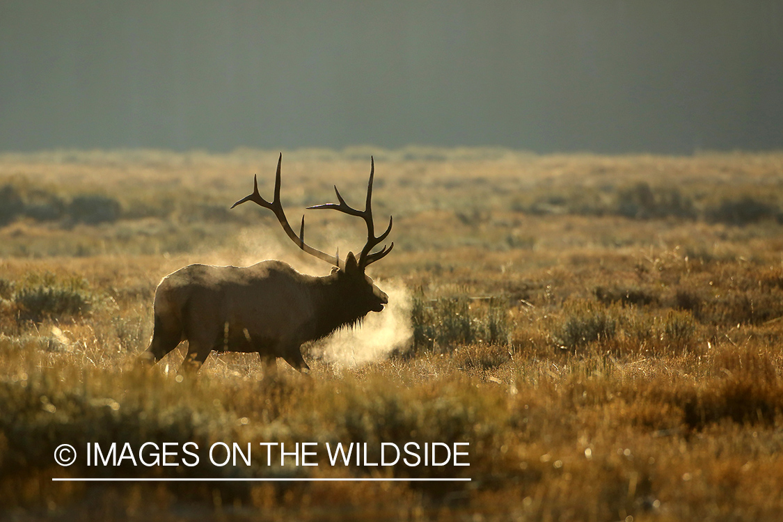 Rocky Mountain Elk in habitat.