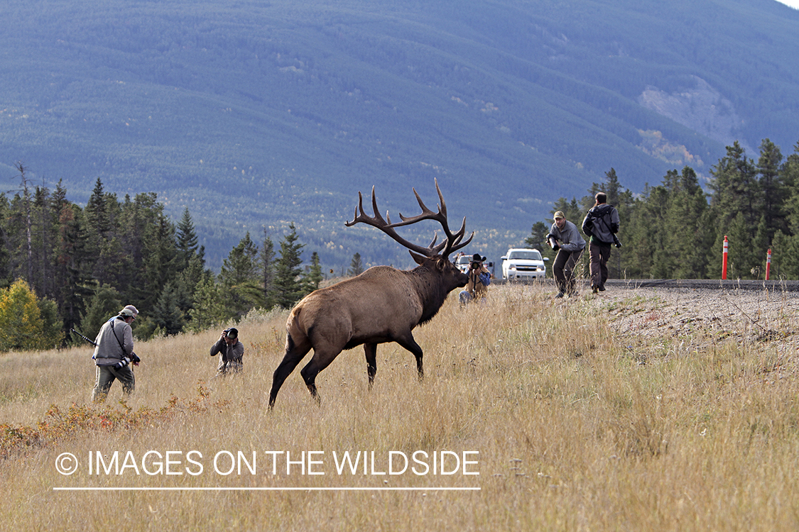 Wildlife photographers taking pictures of Rocky Mountain Bull Elk.