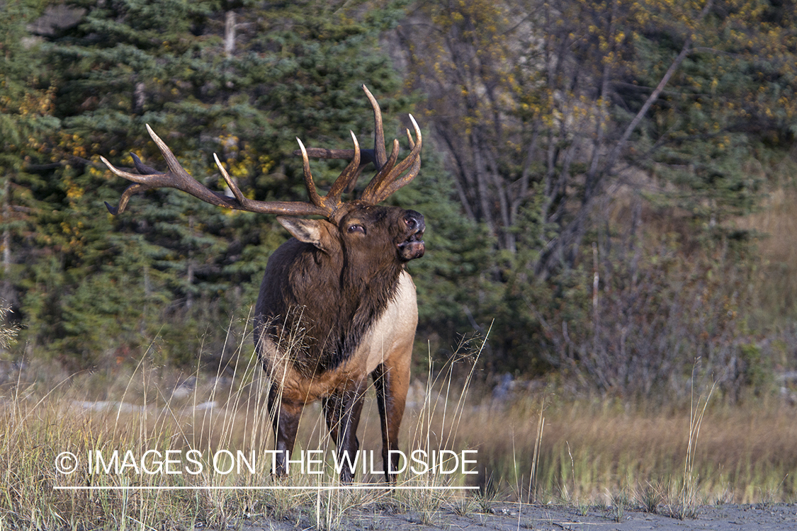 Rocky Mountain Bull Elk bugling in habitat.