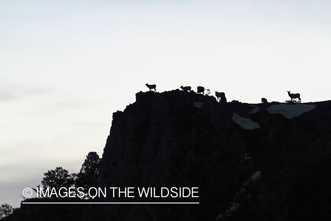 Rocky Mountain Elk herd in habitat. (silhouette)