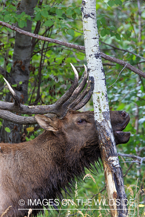 Bugling bull elk during rut.