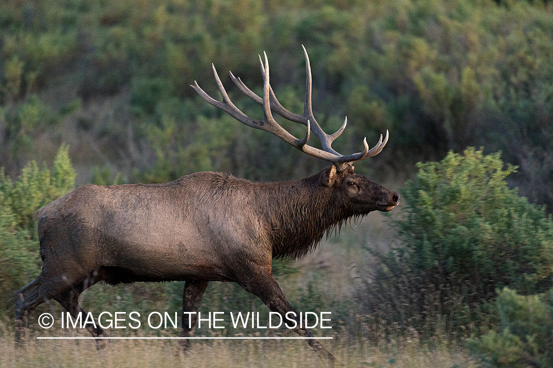 Bull elk in field.