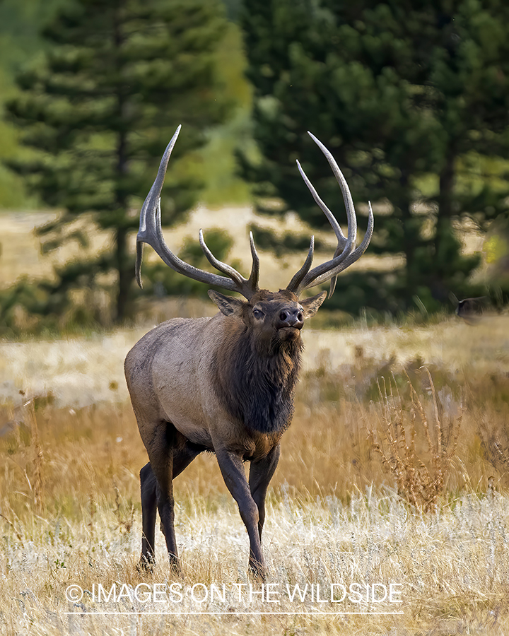 Bull elk in field.