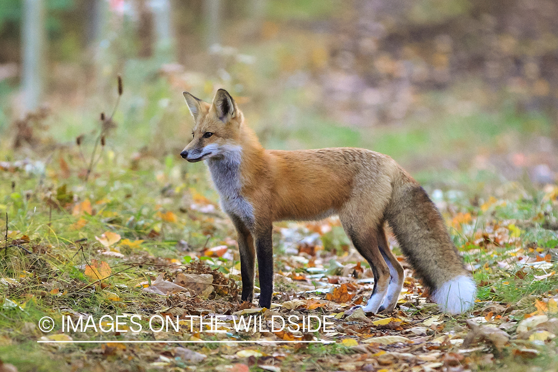 Red fox in habitat.