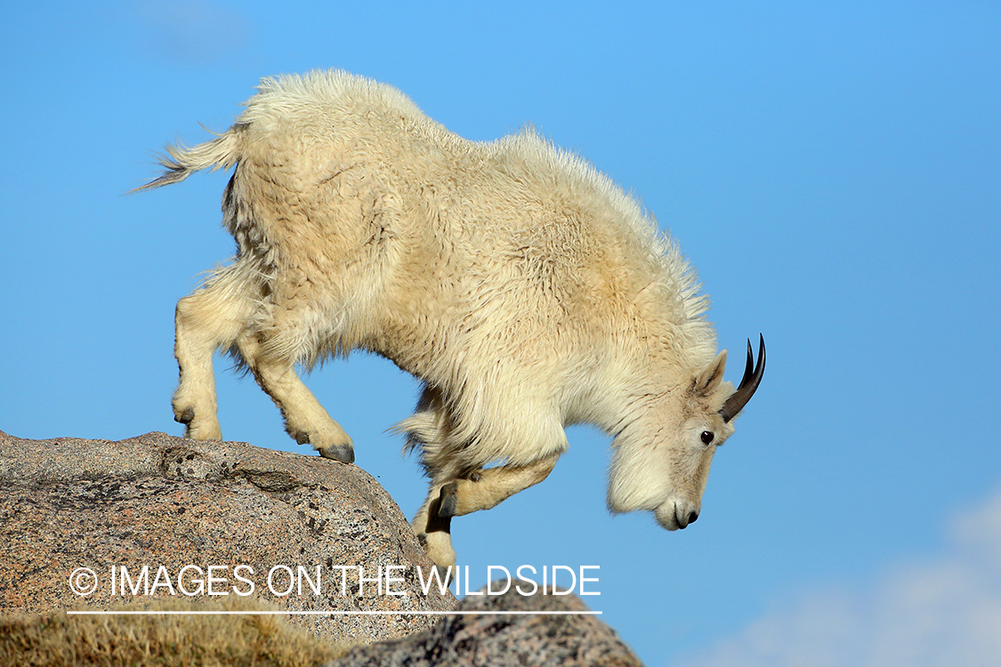 Rocky Mountain Goat in habitat. 