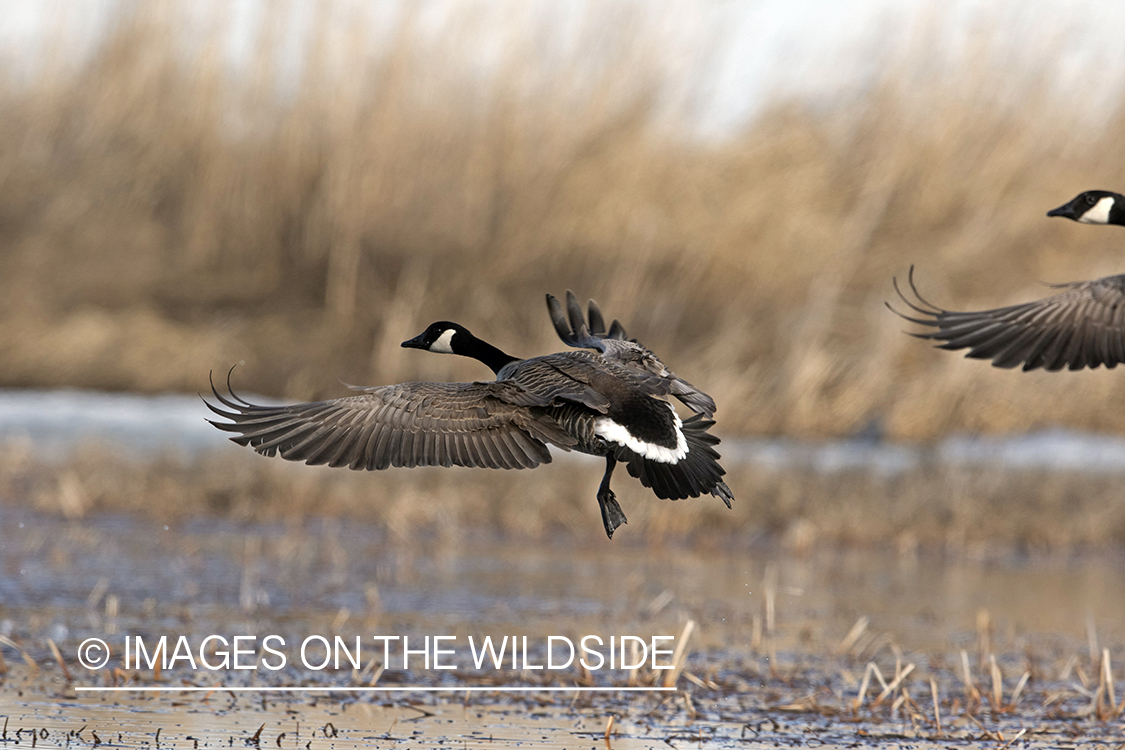 Canada Geese landing on pond.