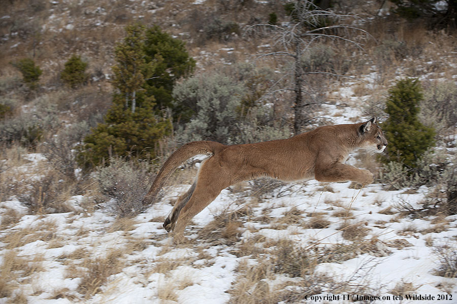 Mountain Lion running.