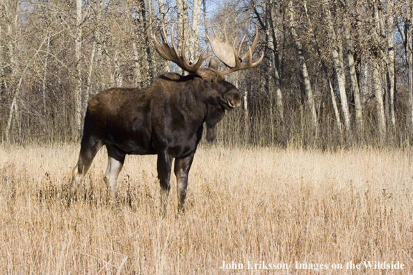 Shiras bull moose in habitat.