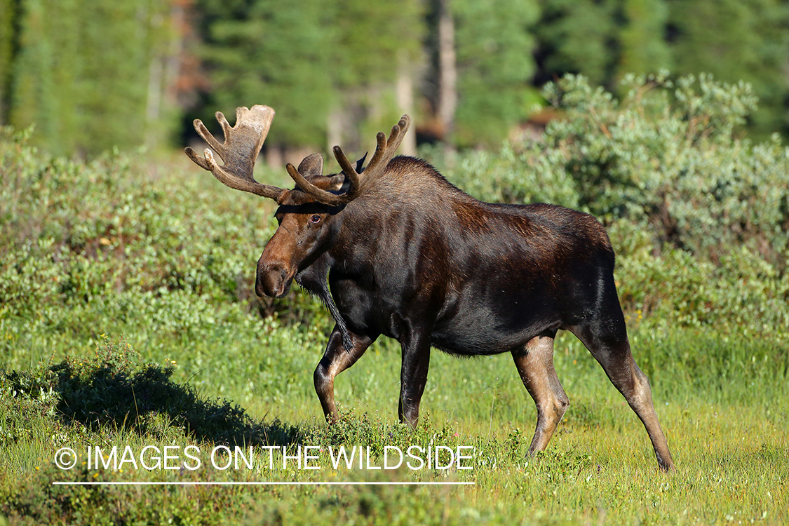 Shiras bull moose in velvet.
