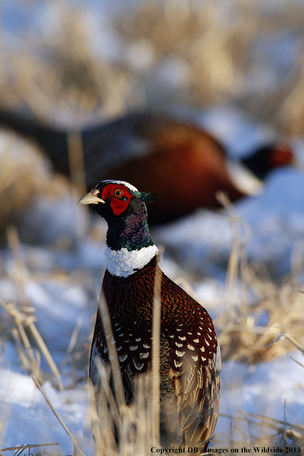 Ring-necked pheasant in habitat