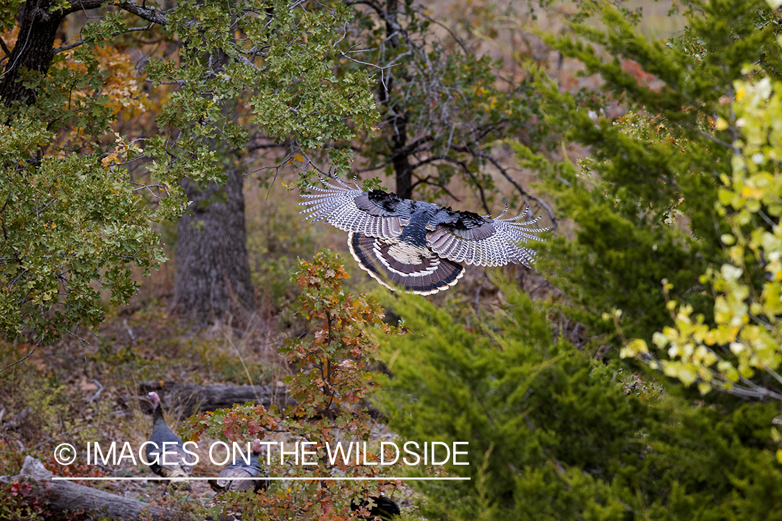 Eastern Wild Turkey in flight.