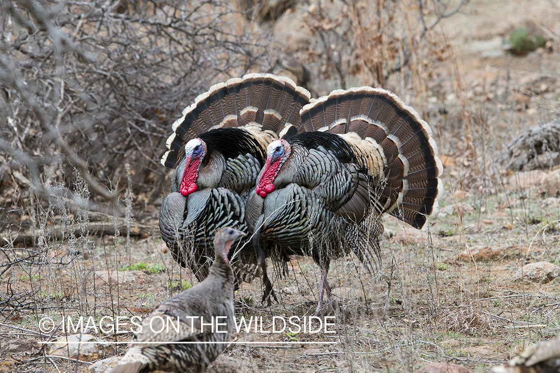 Rio Grande Turkeys in habitat.