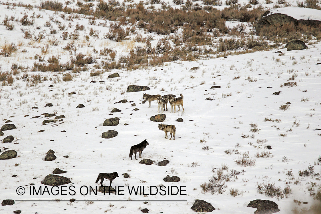 Wild free-ranging gray wolf pack howling in Yellowstone National Park.