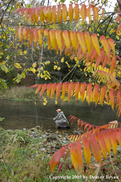 Flyfisherman on Pennsylvania spring creek.