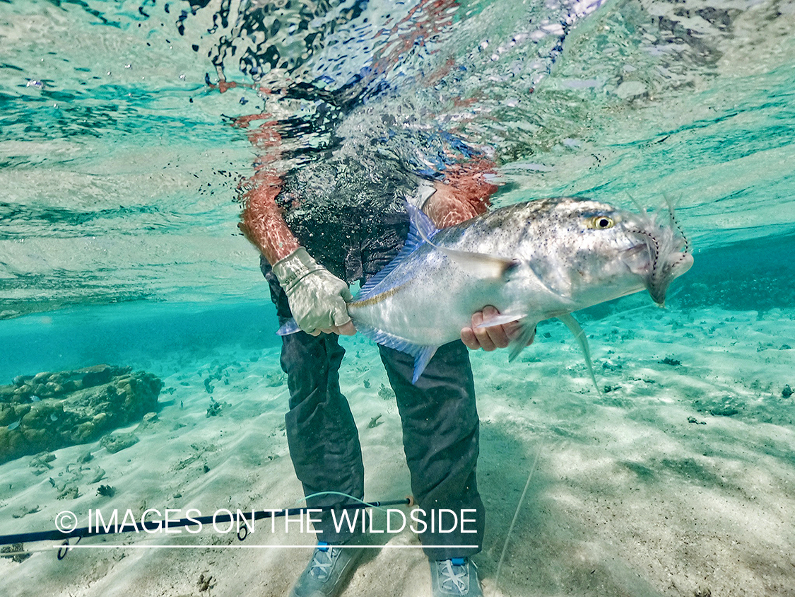 Flyfisherman releasing bluefin trevally.