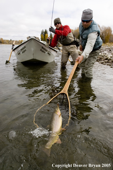 Flyfisherman landing Snake River cutthroat trout with guides help.