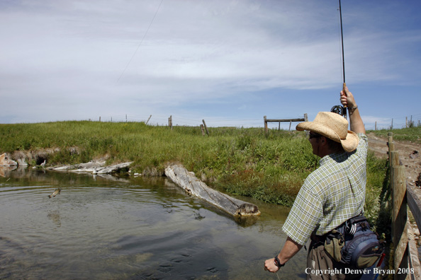 Flyfisherman landing rainbow trout