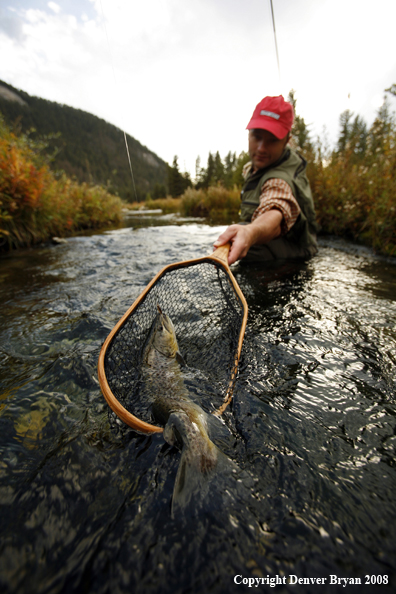 Flyfisherman Netting Large Brown Trout