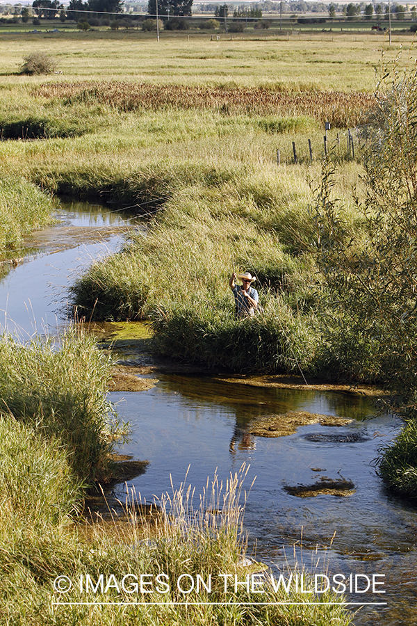 Flyfisherman casting to rising trout on small stream.