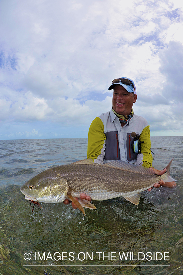 Flyfisherman releasing redfish.