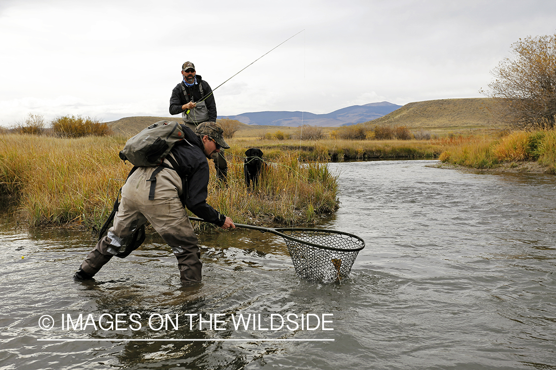 Flyfishermen with bagged trout in net.