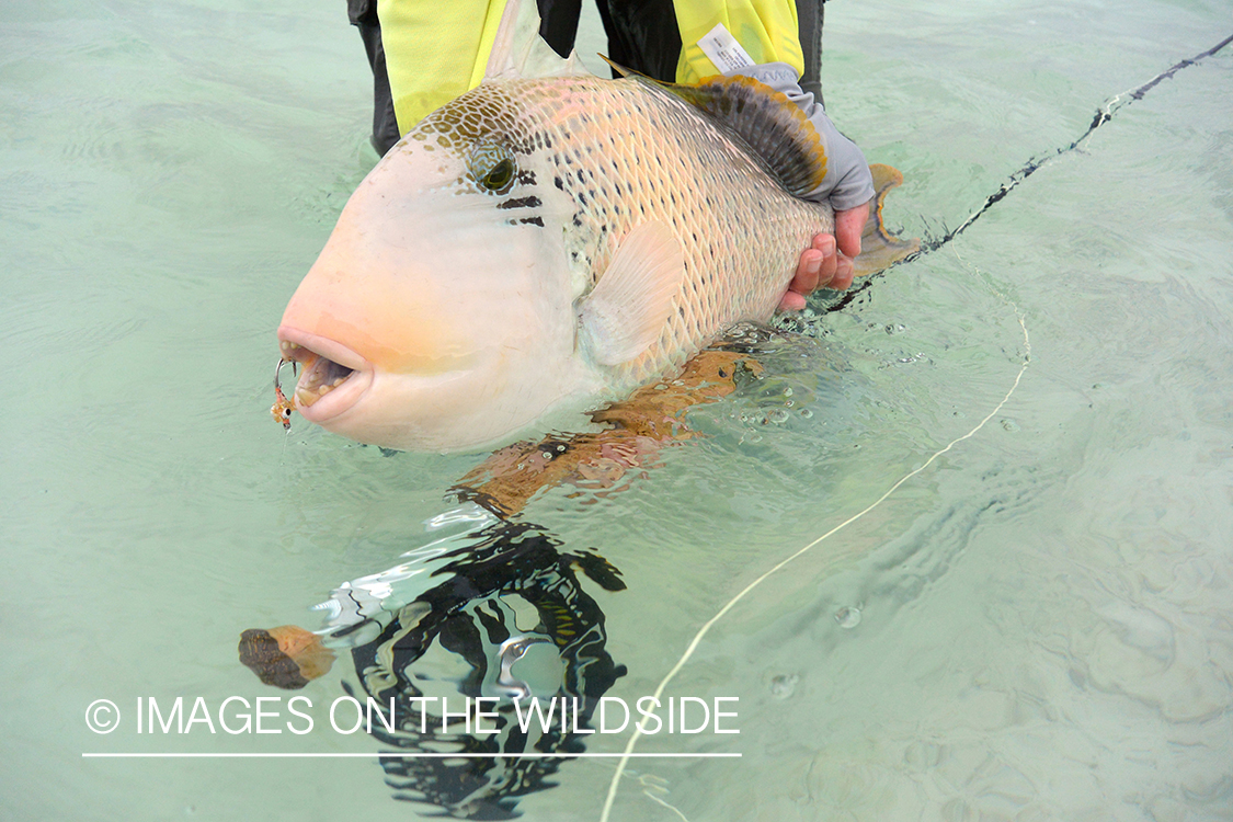 Flyfisherman with peachy triggerfish.