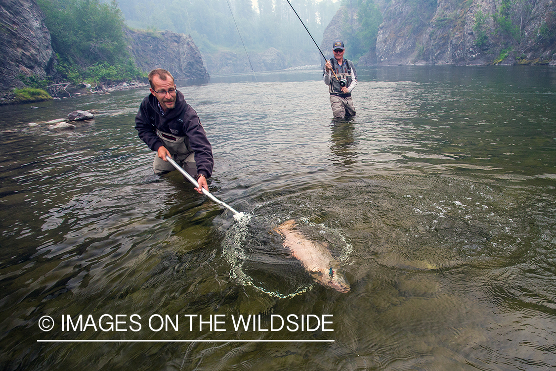 Flyfisherman with guide landing king salmon.