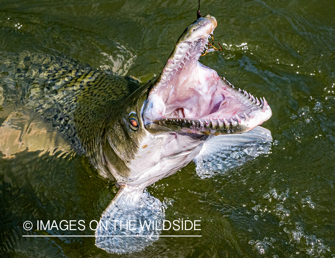 Alligator gar on the line.