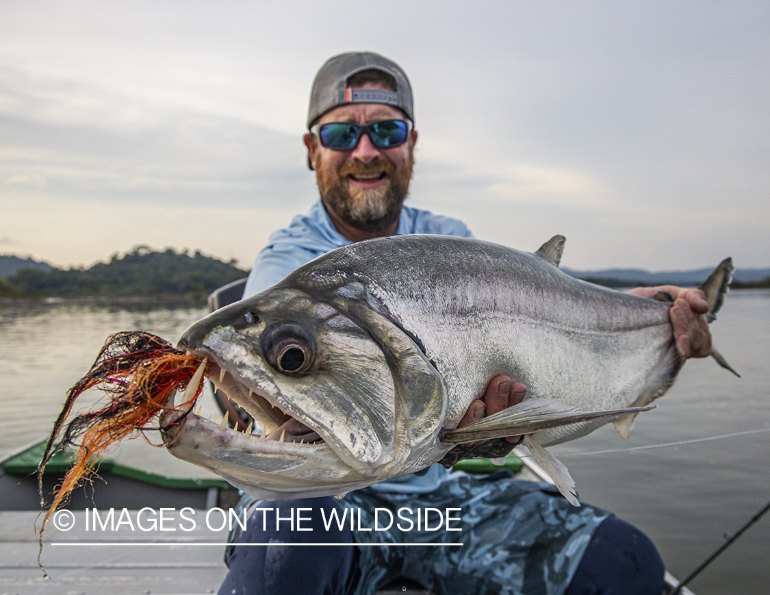 Flyfisherman with payara.