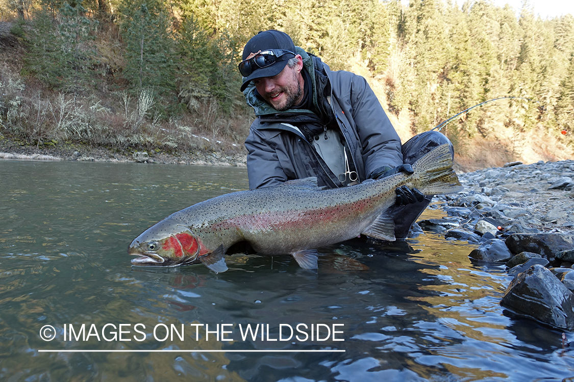 Flyfisherman releasing steelhead.