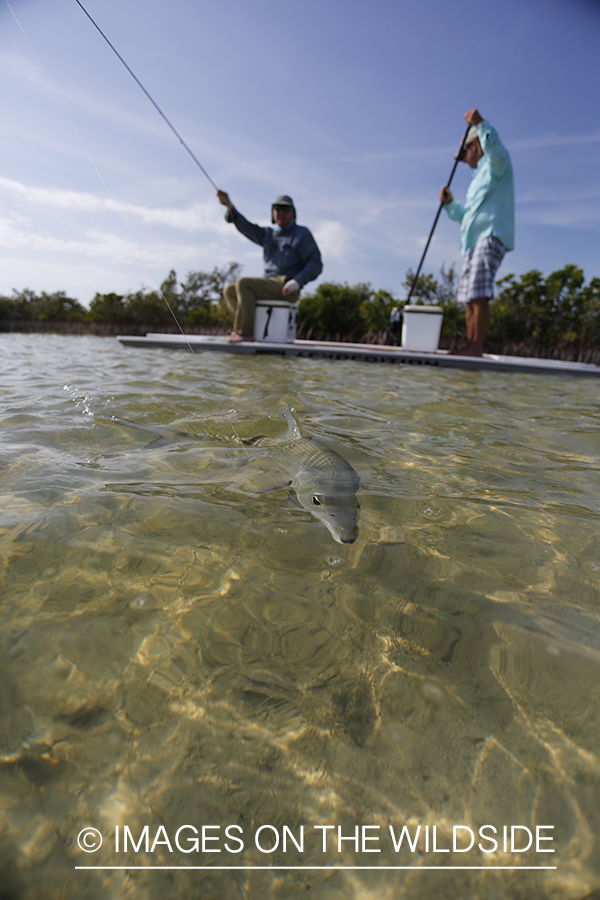 Flyfisherman fighting bonefish.