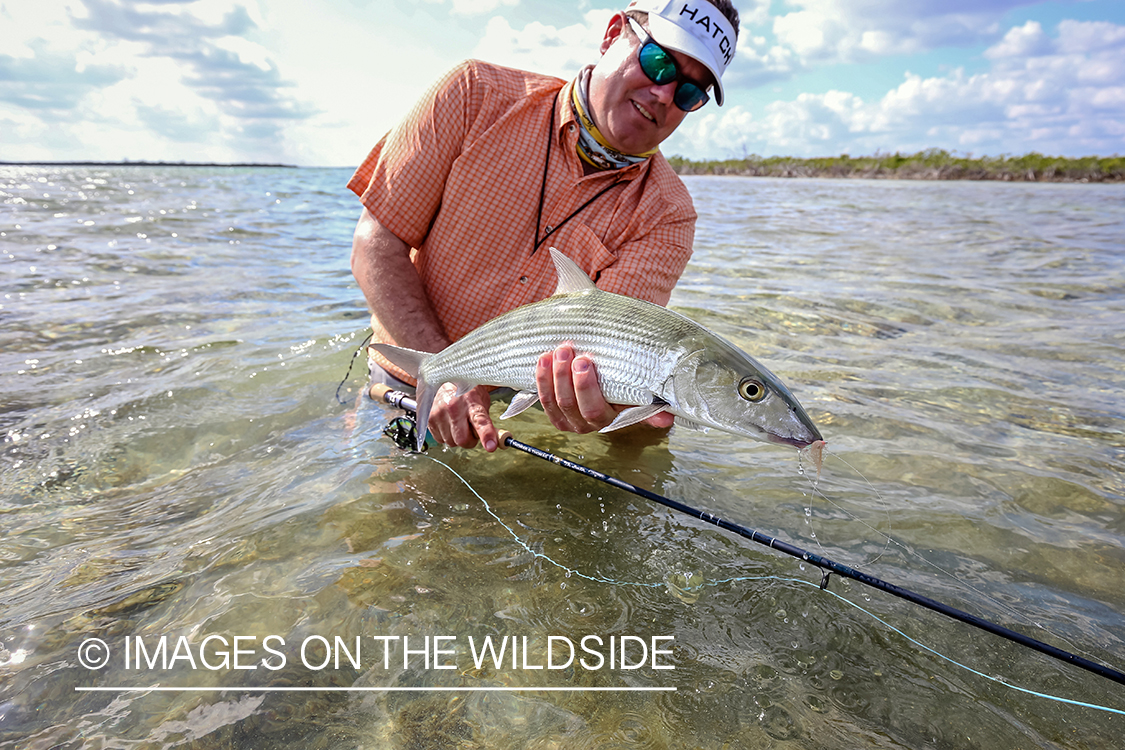 Flyfisherman releasing Bonefish.