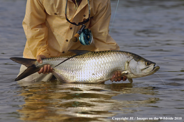 Saltwater Flyfisherman with nice Tarpon catch