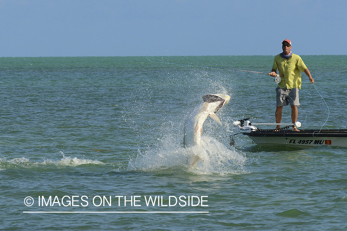 Flyfisherman landing tarpon on flats of Florida Keys.