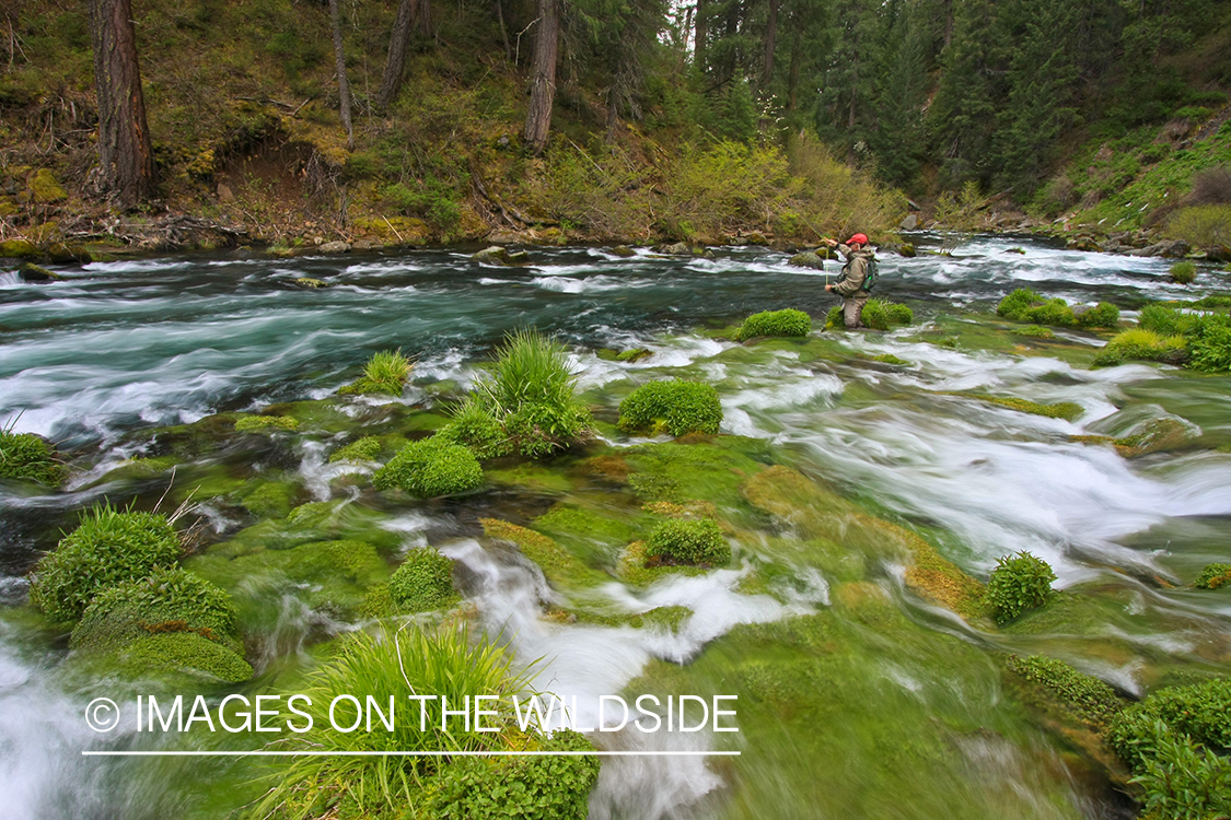 Flyfisherman on river. 