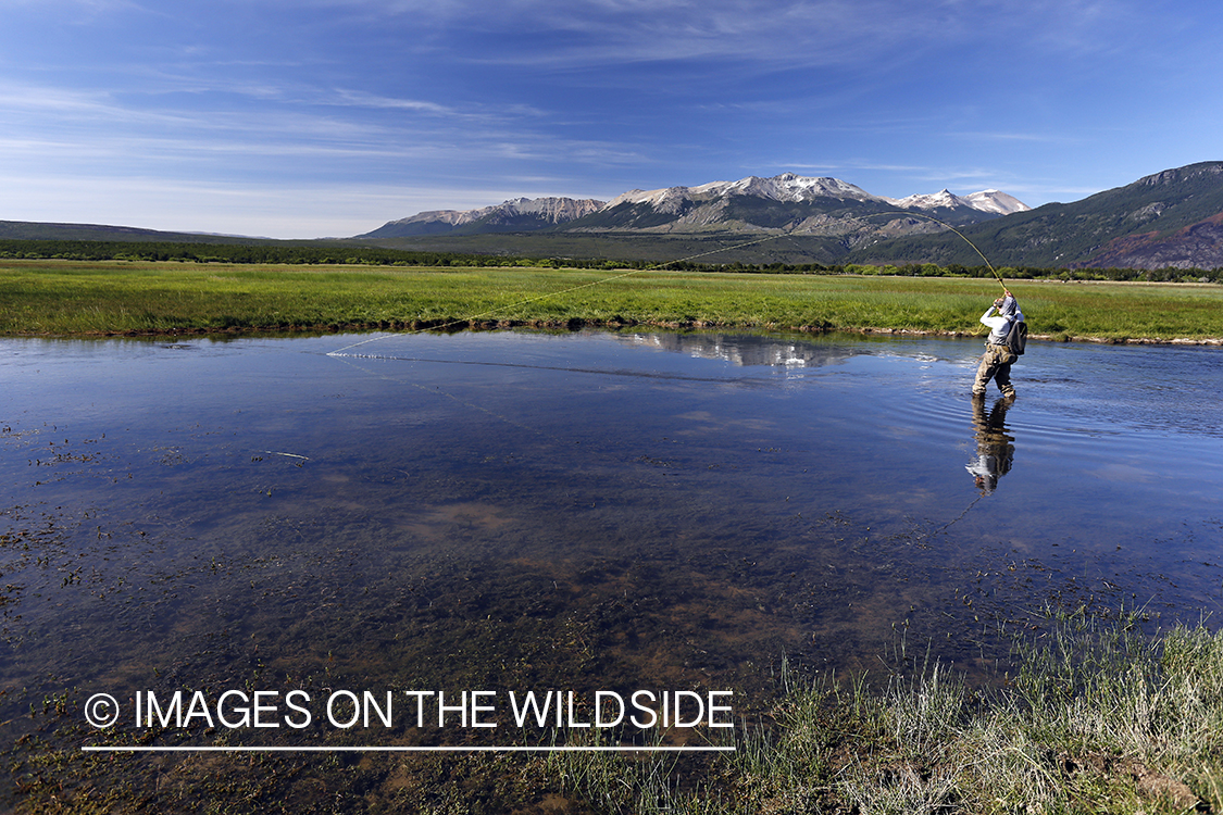 Flyfisherman fighting with trout.